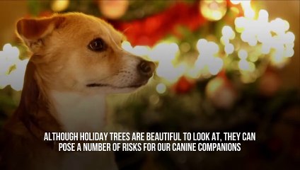 How to Dog-Proof Your Christmas Tree