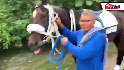 Conoce lo que dice el caballerizo de Li Tre Fratelli luego de los ejercicios en Panamá.