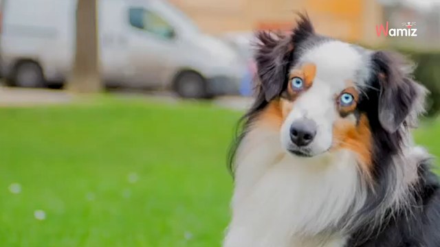 Impaurito, questo cane commette un errore: lo restituiscono al rifugio 4 anni dopo averlo adottato