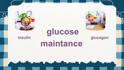 Insulin vs. Glucagon: Understanding the Key Hormones That Regulate Your Blood Sugar 🩸