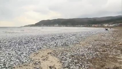 Miles de peces aparecen muertos en Japón en una playa de la isla de Hokkaido