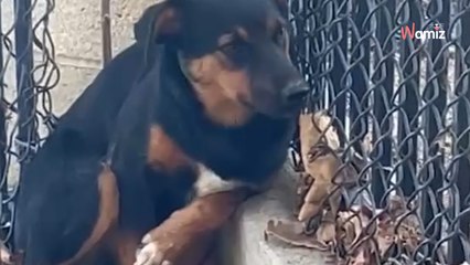 È nella lista dei cani da sopprimere: Reece è «talmente terrorizzato che non si muove più» (Video)