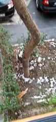 Cat Climbs Frozen Tree To Get Home
