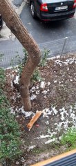Cat Climbs Frozen Tree To Get Home