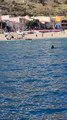 Messina, paura tra i surfisti a Grotte per uno squalo a pochi metri dalla riva