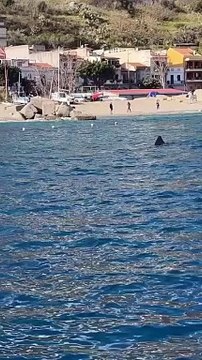 Messina, paura tra i surfisti a Grotte per uno squalo a pochi metri dalla riva
