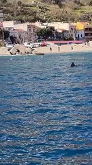 Messina, paura tra i surfisti a Grotte per uno squalo a pochi metri dalla riva