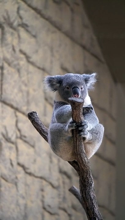 Koala Rings His Own Bell