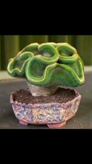 نباتات زينه وصبار نادر