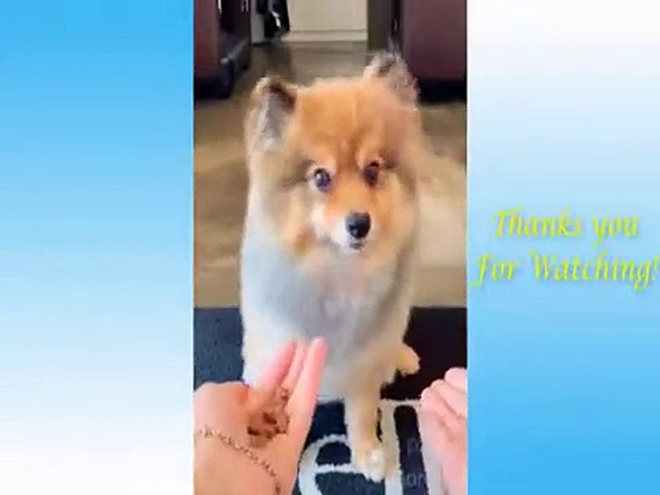 funny animals 2024 ##