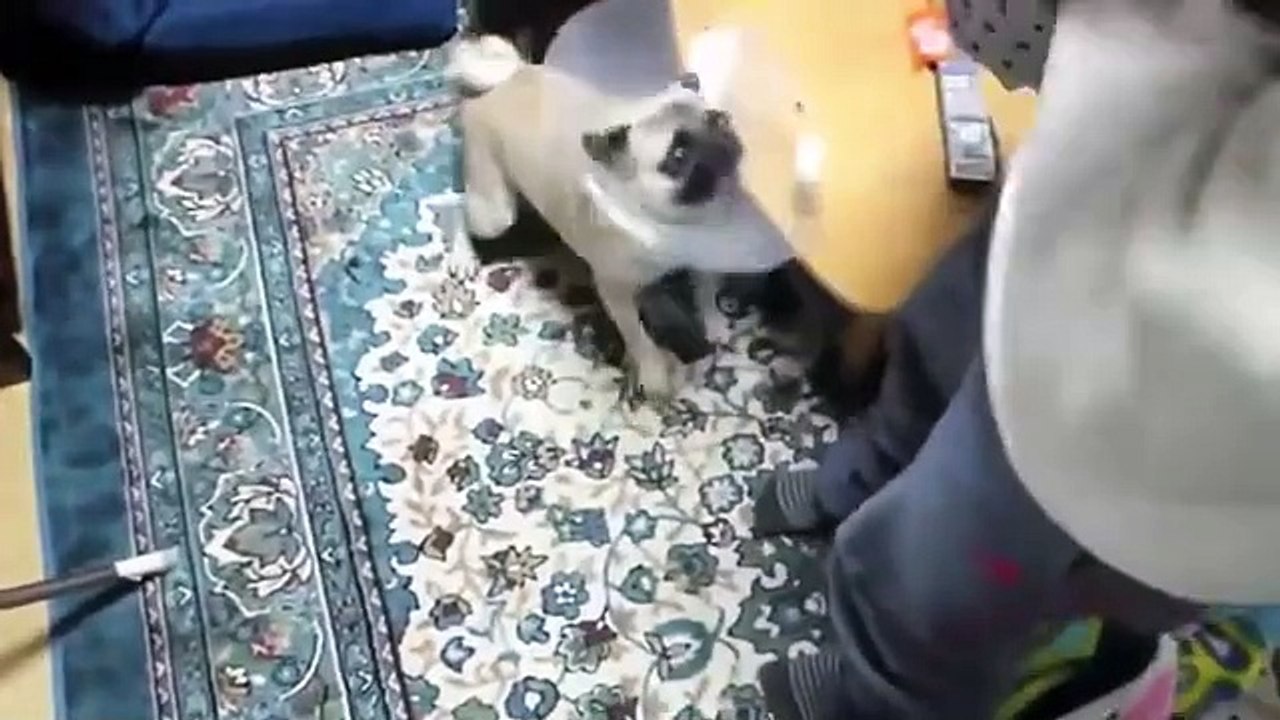 best 10 dog barking videos compilation 2020 ♥ Dog barking sound   Funny dogs