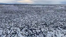 Migliaia di tonnellate di sardine morte vengono sulle spiagge del nord del Giappone