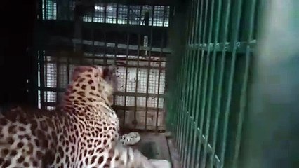 Video ...उदयपुर के गर्ल्स हॉस्टल में घुसा पैंथर  पांच घंटे बाद आया पकड़ में