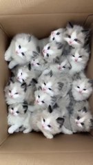 Cats very cute - قطط ظريفه وجميله منظر رائع