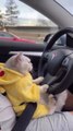 قط يقود السياره ظريف وجميل