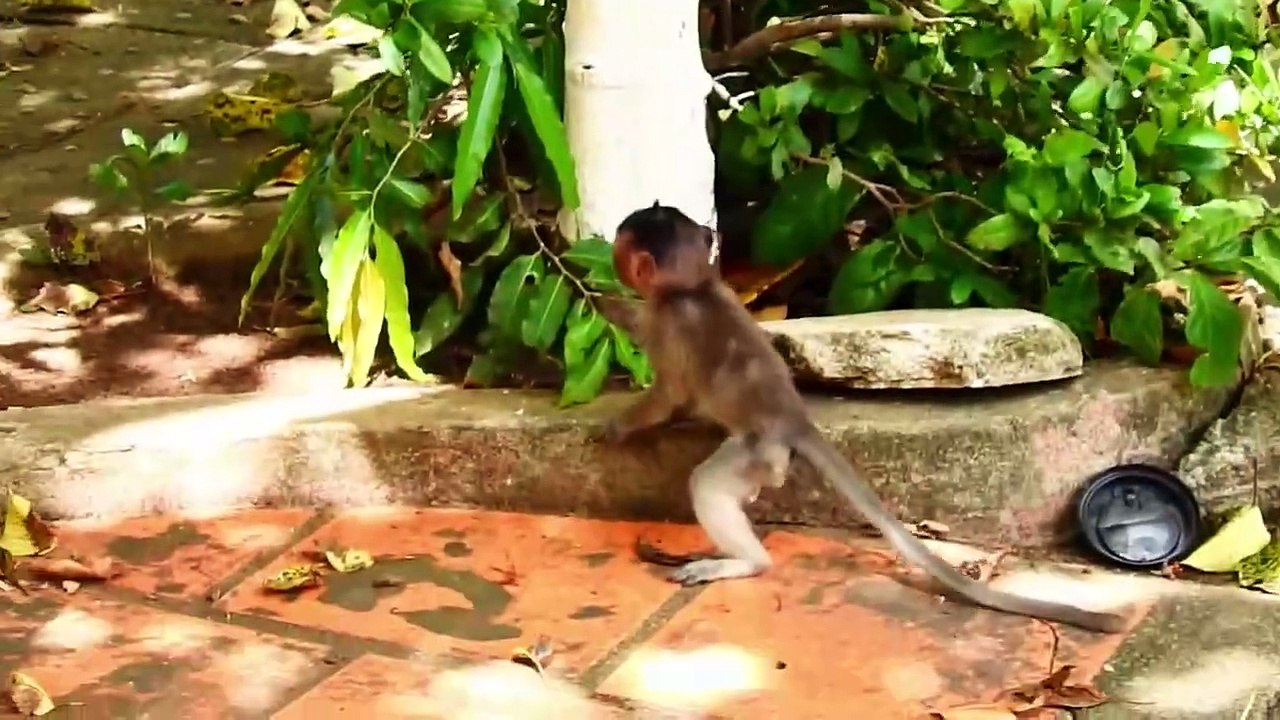 Little Ramos Monkey Very Actively and Friendly (720p_25fps_H264-192kbit_AAC)