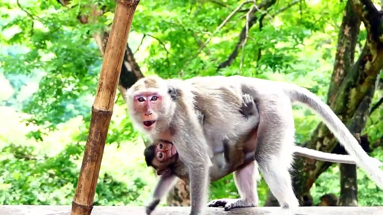 Little Sakura Baby Gets Extremely Scared Of Big Male Monkey, Sakura Run Full Speed To Mother Sarah (720p_25fps_H264-192kbit_AAC)