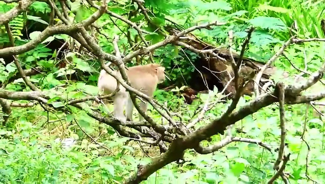 Little Girl Bella Lost Her Beloved Mother Barry, She Runs Rapidly To Huge Barry When See Her (720p_25fps_H264-192kbit_AAC)