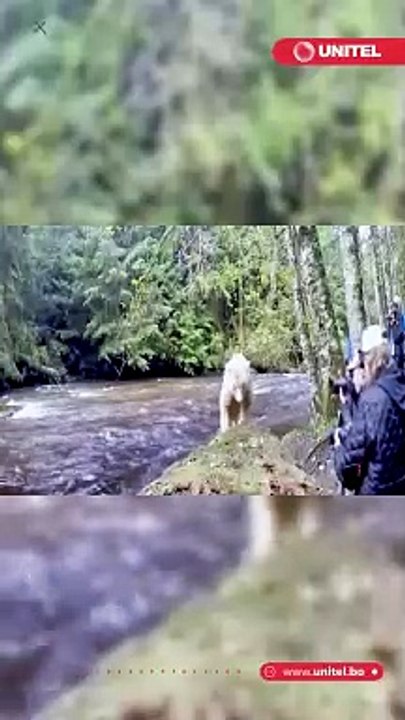 La triste historia de Leo, un oso pardo albino que llevaron al Polo Norte al confundirlo con un oso polar