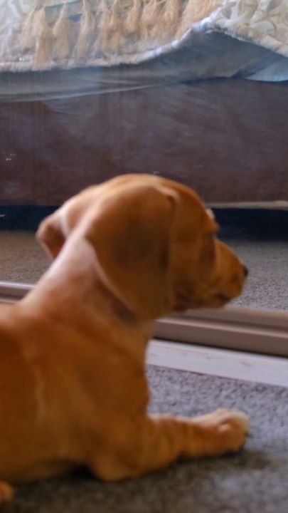 Cute baby dogs  and  rabbit -Videos Compilation, Enjoying  your Christmas Holidays