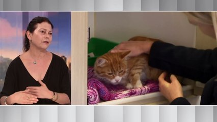 NSW animal shelters stop accepting stray cats amid global vaccine shortage