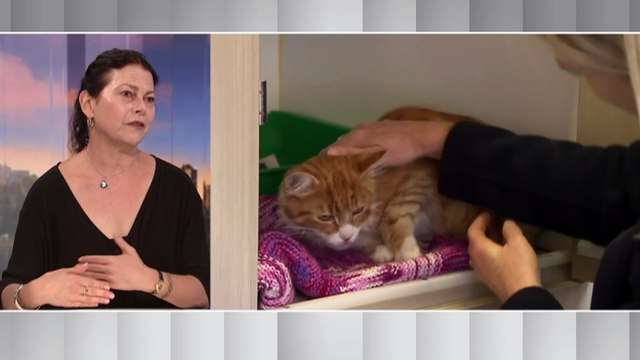 NSW animal shelters stop accepting stray cats amid global vaccine shortage