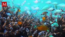 Fenómeno inusual en Japón deja costas cubiertas de peces muertos