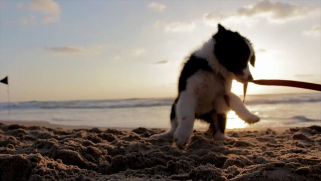 Jumping Dog Bridge Jumping Dog