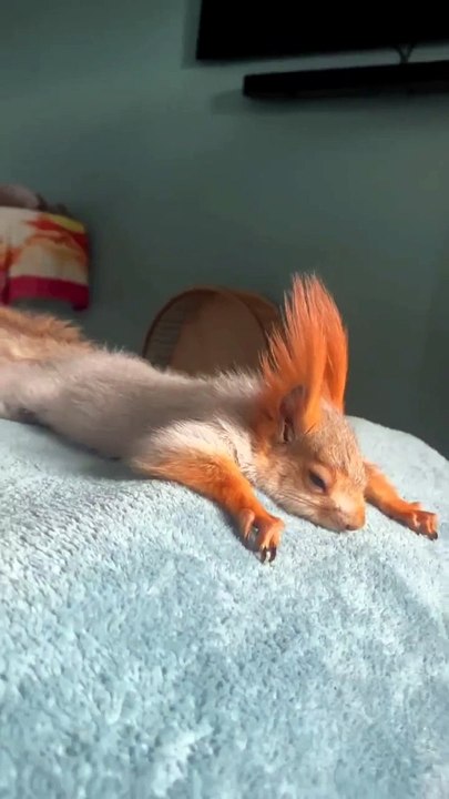 Very flat animals