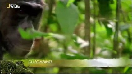 Gli Animali Più Pericolosi - Il Branco - Nat Geo Wild - Documentari