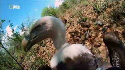 Wild earth il mondo in volo 1, Africa - documentario