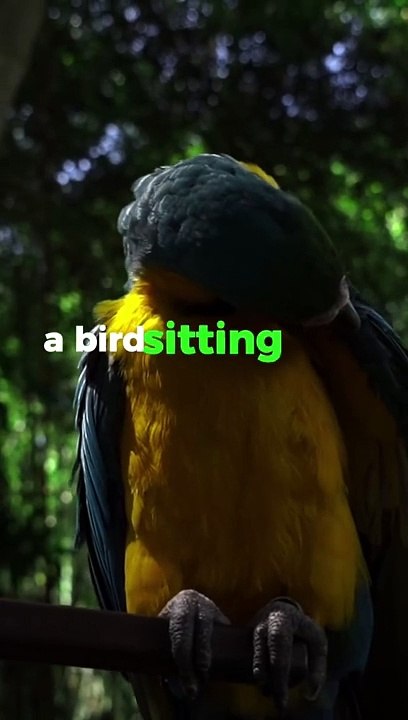 Trust Your Wings - Overcoming Challenges with Confidence