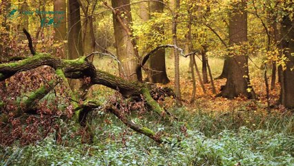 Nadleśnictwo Opole - rezerwat Narok