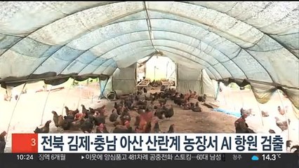 전북 김제·충남 아산 등 2곳 산란계 농장서 AI 항원 검출