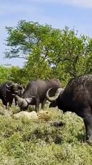 Herd Of Buffaloes Tramples Old Male Lion In Epic Battle