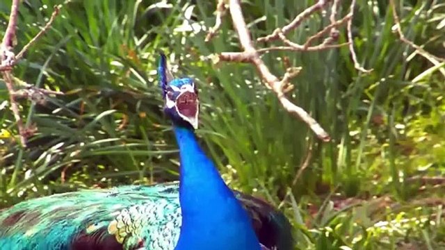 Топ самых красивых птиц на планете Земля