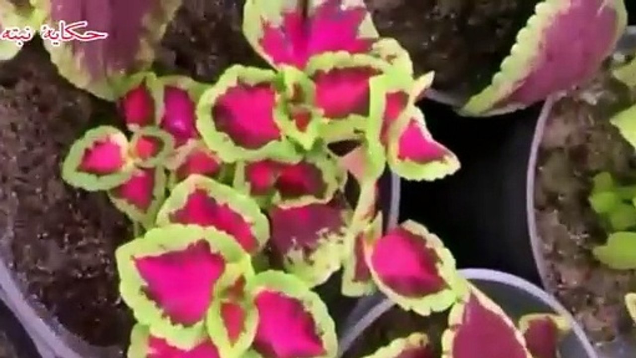 ايه المكان المناسب لوضع أصيص مزروع فيه بذور؟