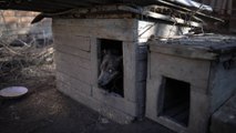 Ukraynalı çift, savaşın yok ettiği mahalledeki evcil hayvanlara sahip çıktı