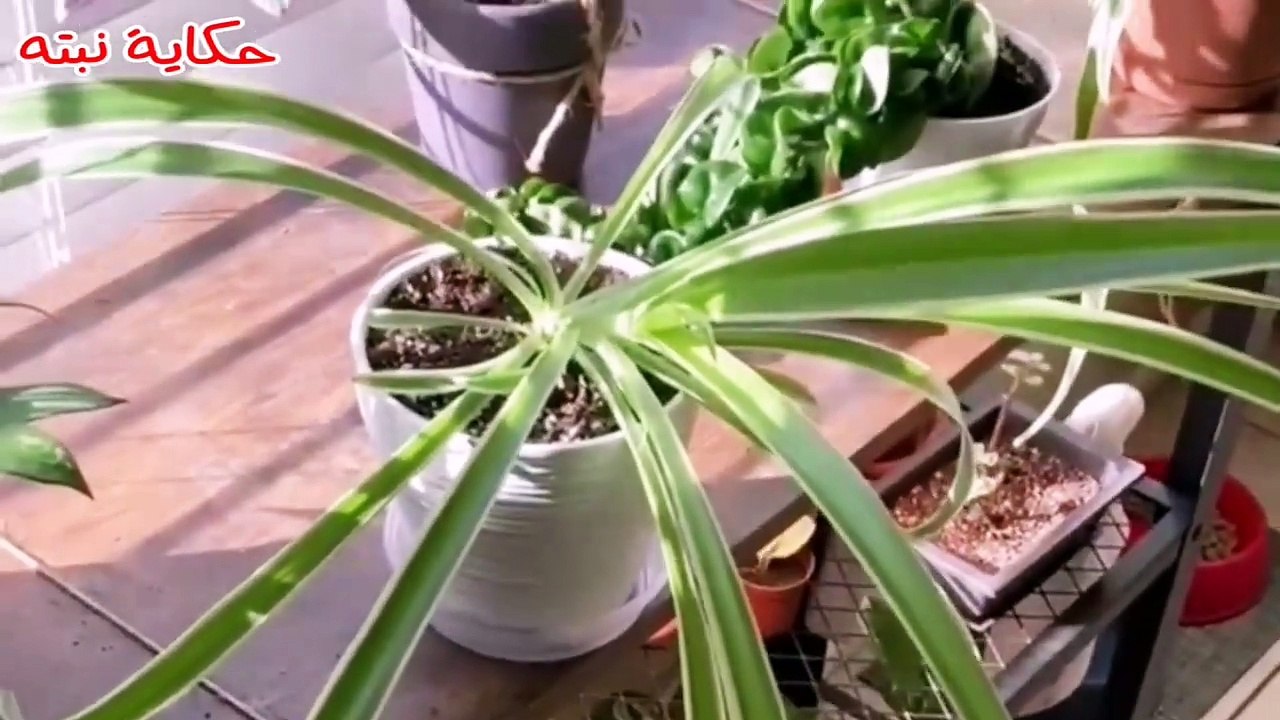 النبات المعجزه (العنكبوت) Spider plant