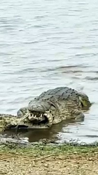 Crocodile Fights And Eats Crocodile