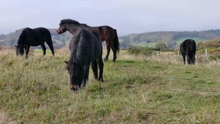Horses eating  grass | Best moments horse video