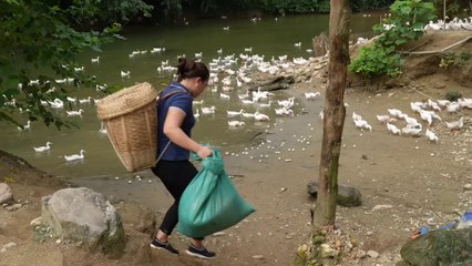 Harvest Duck Eggs Goes to the market sell | Cooking | Live with nature