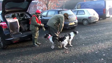 Wild Boar Hunting in the North of France