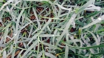 Video : सर्द हवाओं ने ठिठुराया, पौधों पर जमी ओंस की बूंदें