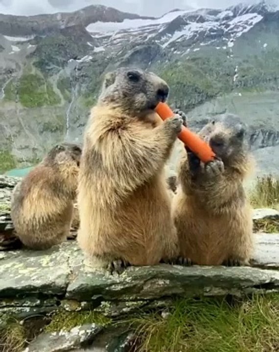 Documentary about animals