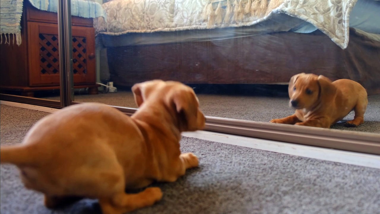 This is funny dog video video Dailymotion