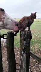  2023 New HD: Funny Cats Compilation - The Ultimate Collection of Hilarious Cat Videos! 