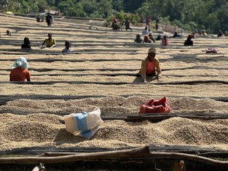 Etiyopya’dan dünyaya dağılan lezzet: Kahve