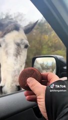 Vahşi Yılkı atları Tiktok kullanıcısının arabasının önünde sıraya girdi