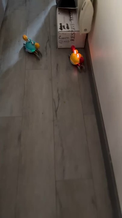 Tek et Teki Les crabes copieux sa sly sur le lino . #crabe